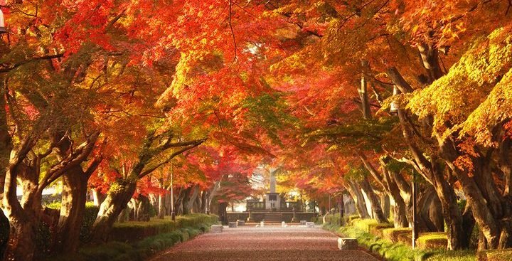 🍁 오야마 참배길(오야마 산도) 이미지 1